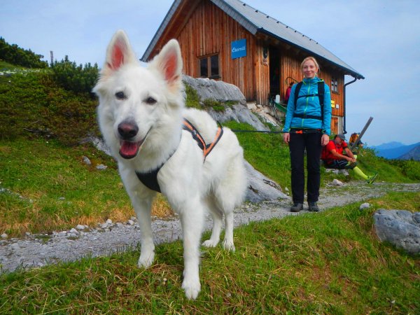 © t Dogtrekking & more Sportunion | Dogtrekking in Hallstatt – Naturerlebnisse mit Hund © t Dogtrekking & more Sportunion | Dogtrekking in Hallstatt – Naturerlebnisse mit Hund