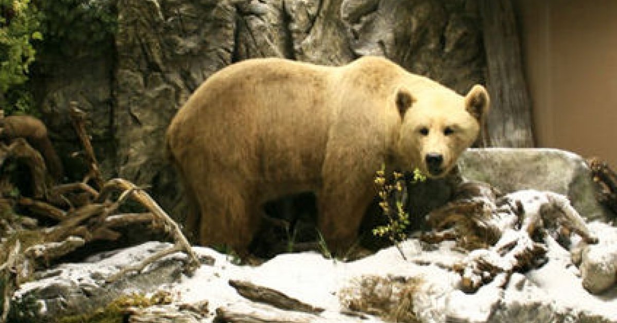 Grizzly bear - Wikipedia